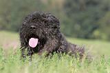 BOUVIER DES FLANDRES 104